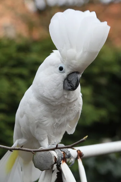 Cacatua-de-crista-de-enxofre Papagaio olhando para você — Fotografia de Stock