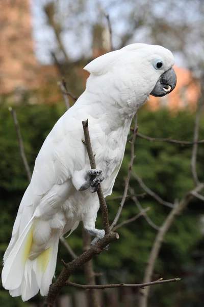 Cacatúa de loro pájaro blanco — Foto de Stock