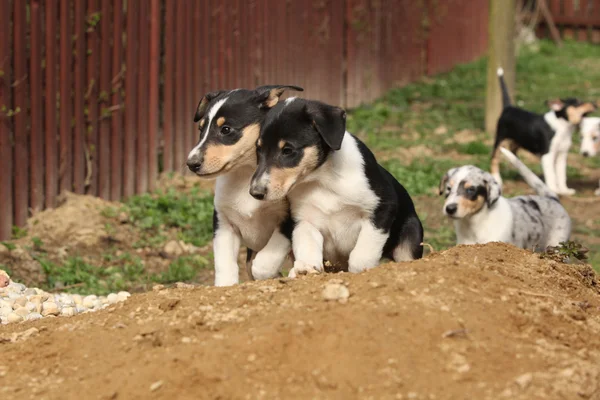 園内移動滑らかなコリーの子犬 — ストック写真