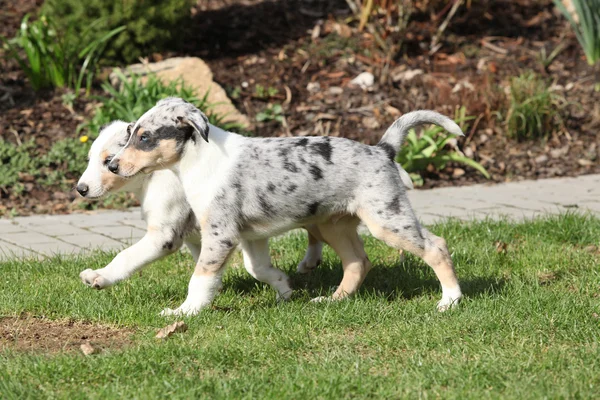 Puppy van collie glad verplaatsen in de tuin — Stockfoto