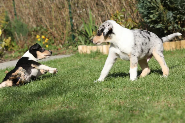 Cachorro de Collie Tocando suave en el jardín — Foto de Stock