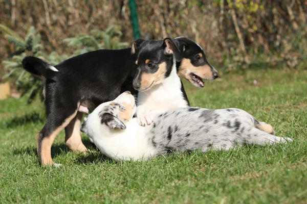 Cachorro de Collie Tocando suave en el jardín —  Fotos de Stock