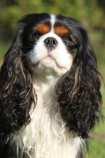 Cavalier Regele Charles Spaniel în grădină — Fotografie, imagine de stoc