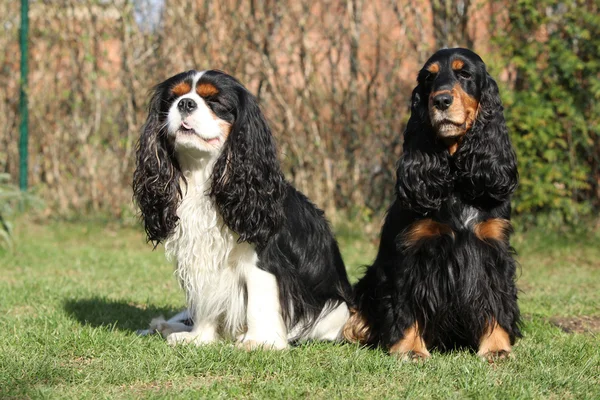 Cavalier King Charles Spaniel with English Cocker Spaniel in the — Stock Photo, Image