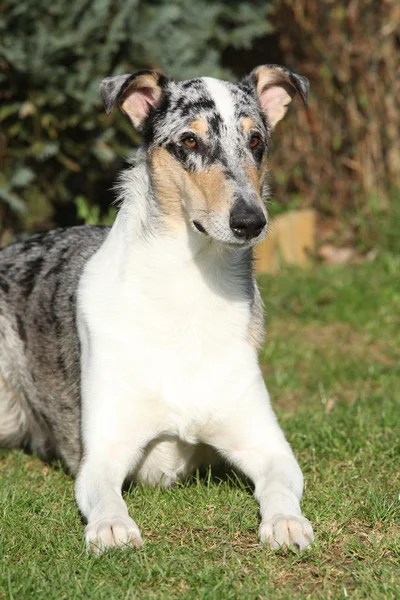 Erstaunliche Collie glatt im Garten — Stockfoto