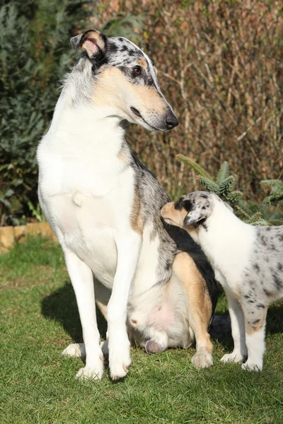 Mukava koira Collie Smooth pelkää vanhemmuutta — kuvapankkivalokuva