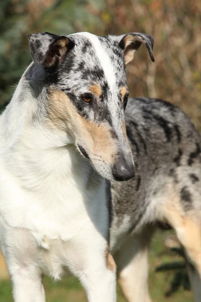 Incredibile Collie liscio in giardino — Foto Stock