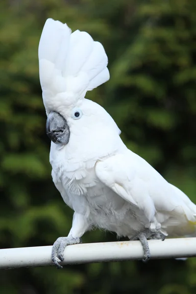 Sulphur-crested Cockatoo Parrot moving — Stock Photo, Image