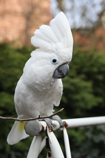 Cacatua-de-crista-de-enxofre Papagaio olhando para você — Fotografia de Stock