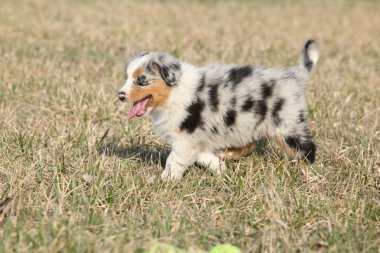 Avustralyalı çoban köpeğinin dışında hareketli köpek yavrusu