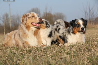 ヴァイオリンとギター白で隔離されるアラブ ミュージシャン