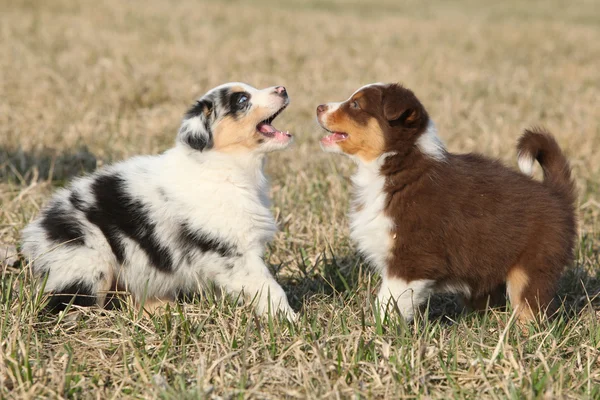 Cachorros de perro pastor australiano jugando — Foto de Stock