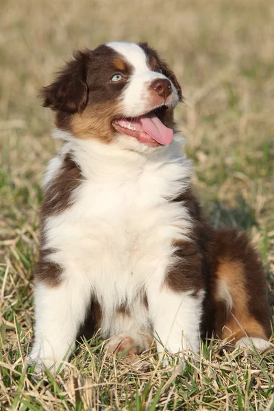 漂亮的小狗的早春草丛中的澳大利亚牧羊犬。 — 图库照片