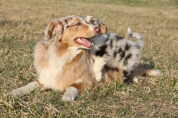 Mooie Australische herder met haar puppy — Stockfoto