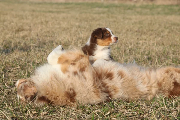 Bellissimo cane pastore australiano con il suo cucciolo — Foto Stock