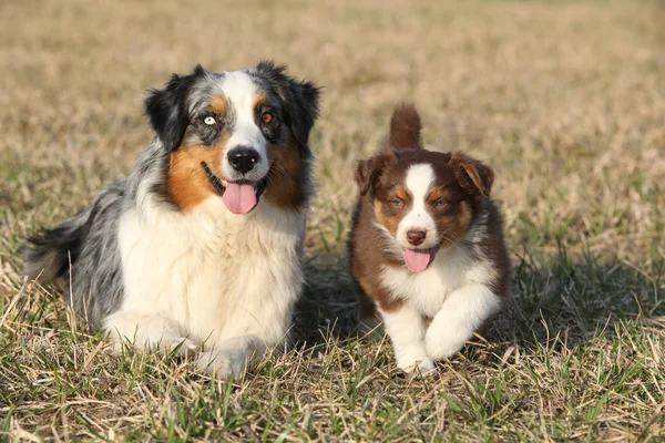 Hermoso perro pastor australiano con su cachorro — Foto de Stock