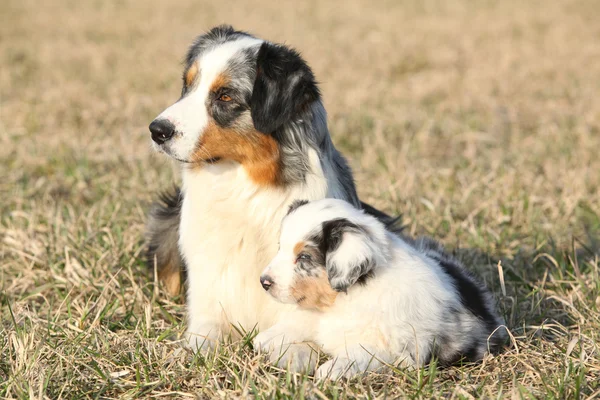 Bellissimo cane pastore australiano con il suo cucciolo — Foto Stock