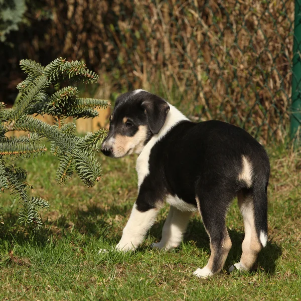 Filhote de cachorro de Collie suave se movendo no jardim — Fotografia de Stock