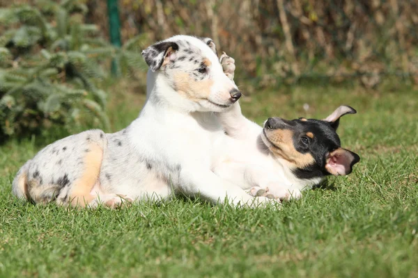 牧羊犬顺利花园里玩的小狗 — 图库照片