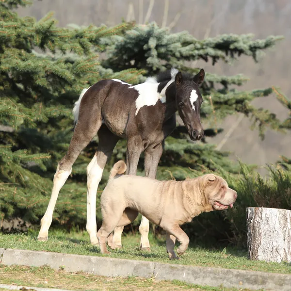 Nice young dog playing with foal — Stock Photo, Image