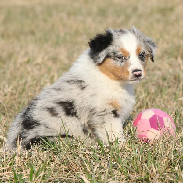 Bel cucciolo di cane pastore australiano in erba all'inizio della primavera — Foto Stock