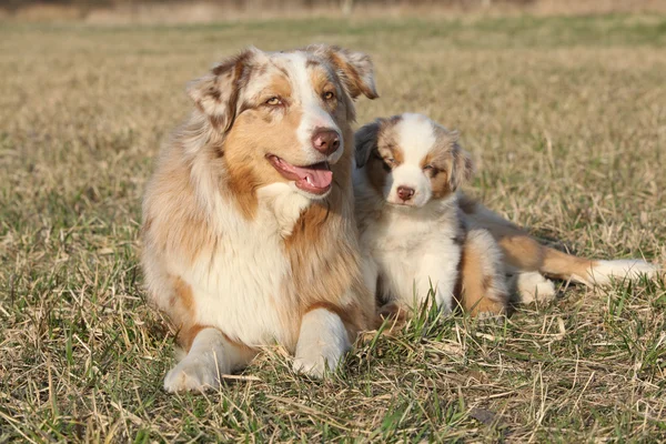 子犬を持つ美しいオーストラリアン シェパードの犬 — ストック写真