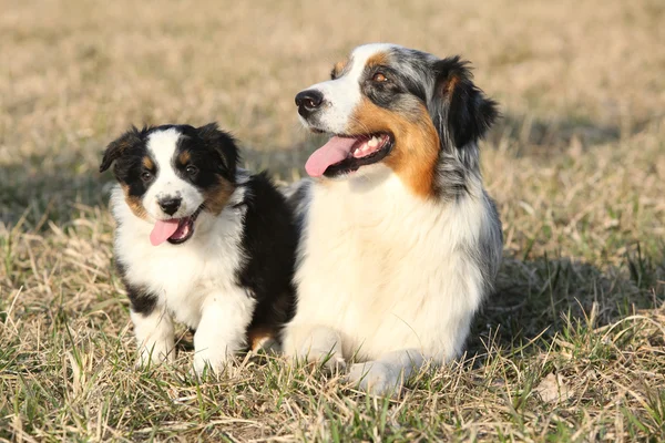 Mooie Australische herder met haar puppy — Stockfoto