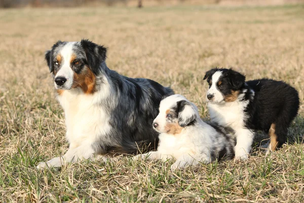 Schöner australischer Schäferhund mit seinen Welpen — Stockfoto