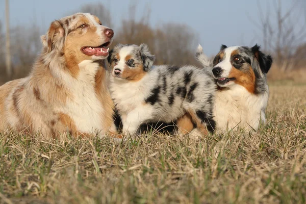 Cão pastor australiano bonito com seus filhotes — Fotografia de Stock