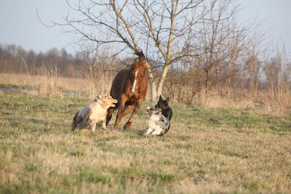 Three dogs running with chestnut horse — Stock Photo, Image