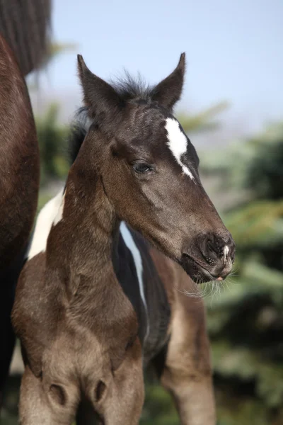 Hermoso potro calvo en primavera — Foto de Stock