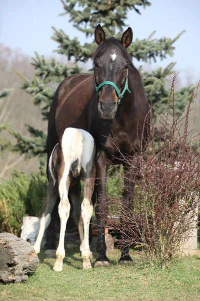 Égua marrom agradável com seu potro piebald — Fotografia de Stock