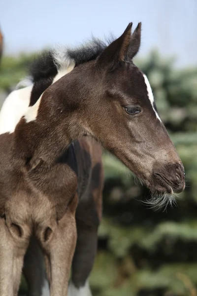 春に美しい skewbald 子馬 — ストック写真