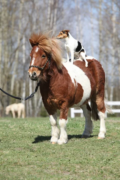 Bonito pony Shetland con el párroco Russell terrier — Foto de Stock
