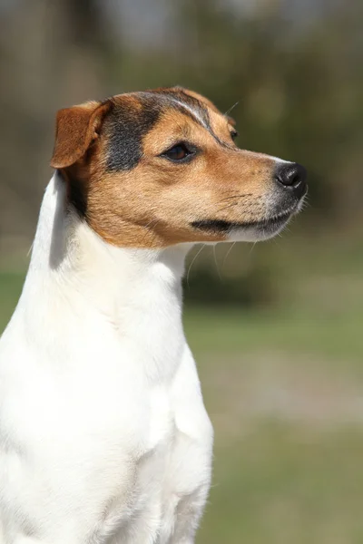 Nice Parson Russell terrier na natureza — Fotografia de Stock
