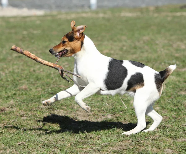 Gorgeous Parson Russell terrier running — Stock Photo, Image