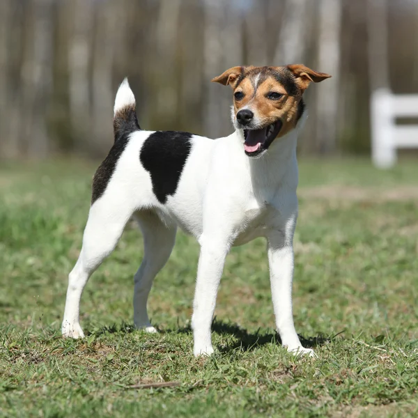 Mooi parson russell Terriër in de natuur — Stockfoto