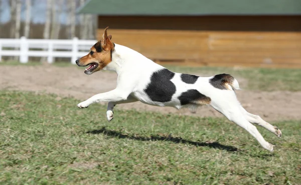 Linda Parson Russell terrier correndo — Fotografia de Stock