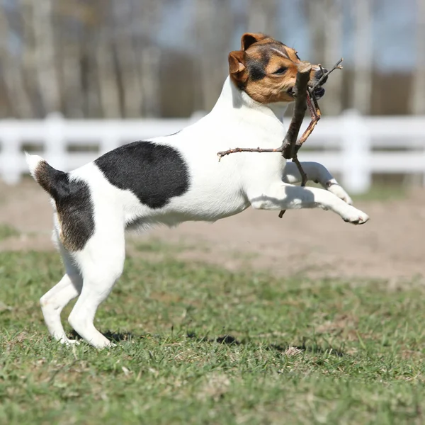 Hermoso párroco Russell terrier corriendo —  Fotos de Stock