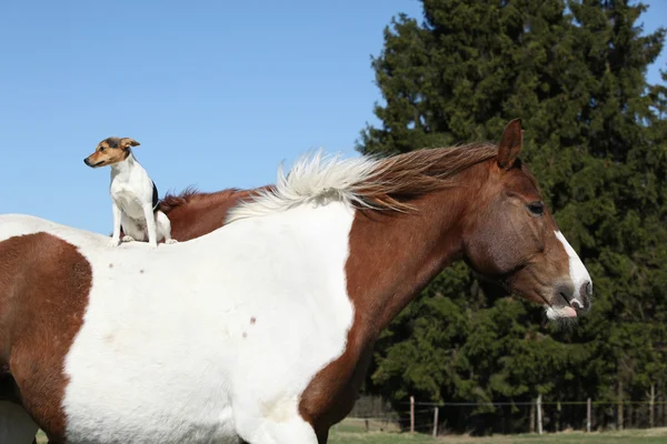 Brave Parson Russell terrier sitting on horse back — Stock Photo, Image