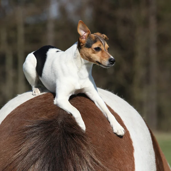 Modiga parson russell terrier liggande på hästryggen — Stockfoto