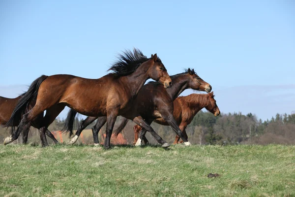 Lote de cavalos castanhos em movimento em pastagem — Fotografia de Stock