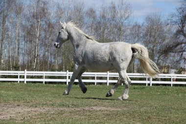 Beyaz warmblood otlak üzerinde çalışan