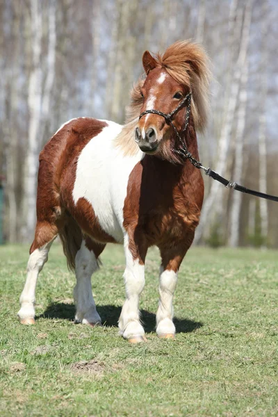 Mooie skewbald shetland pony permanent buiten — Stockfoto