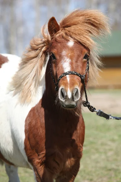 Bella skewbald Shetland pony in piedi all'aperto — Foto Stock