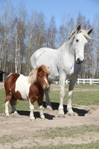 Velký kůň s přítelem pony — Stock fotografie