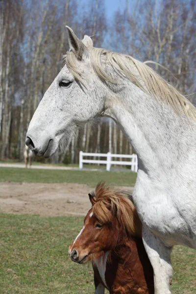 Grote paard met pony vriend — Stockfoto