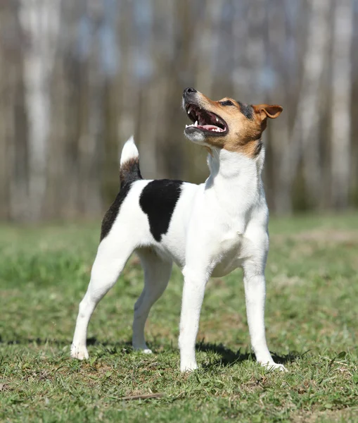 Bonito pastor Russell terrier en la naturaleza —  Fotos de Stock