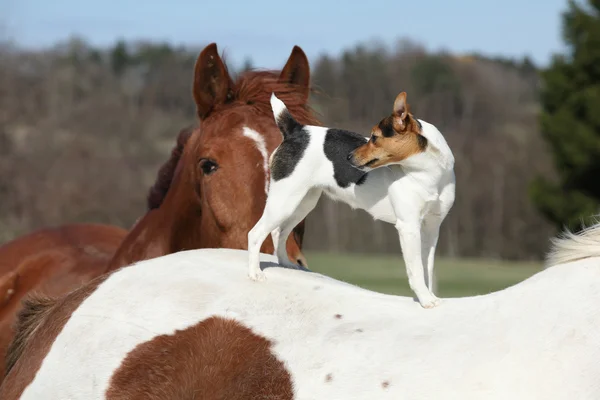 Brave Parson Russell terrier standing on horse back — Stock Photo, Image