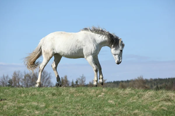 Biały koń gorącokrwisty działa na pastwiska — Zdjęcie stockowe